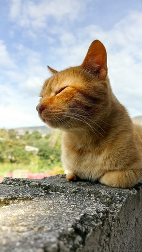 可爱呆萌喵星人图片